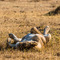 Ngorongoro Crater